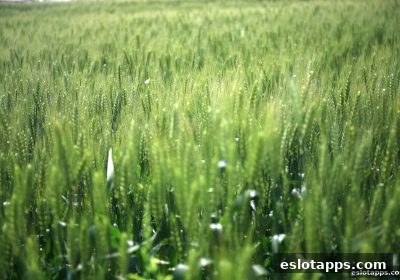 深度解析洗码政策：电子游戏软件平台如何通过奖励机制提升用户粘性