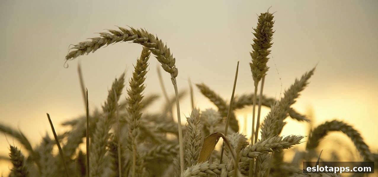 电子游戏软件带你全面掌握太阳城优惠活动的核心秘诀