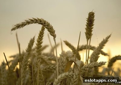 电子游戏软件带你全面掌握太阳城优惠活动的核心秘诀
